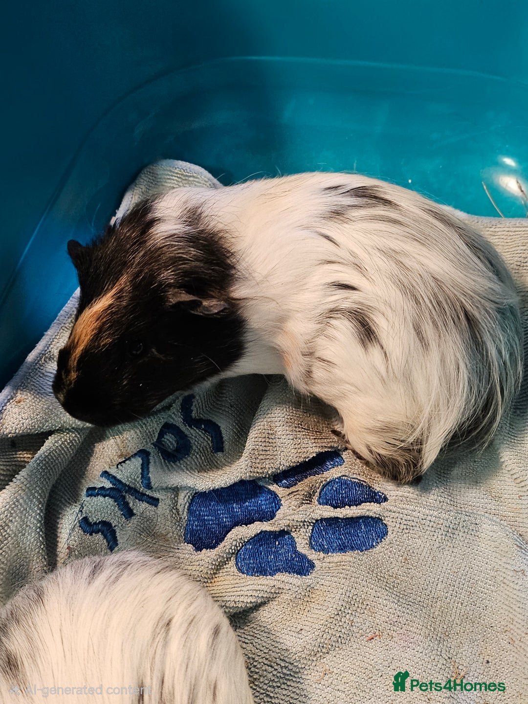 Guinea Pig rodents for sale: Two Male Guinea Pigs  - Advert 2