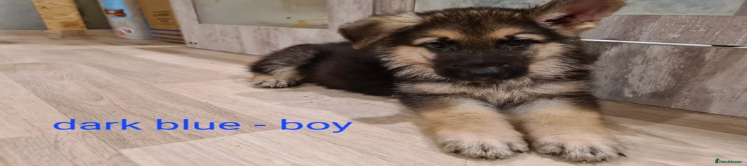 Dark blue collar - boy