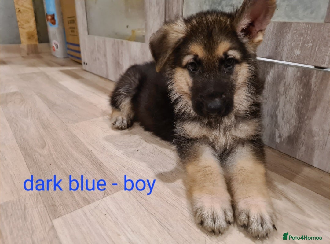German Shepherd dogs for sale: 🐾Adorable 8-Week-Old German shepherd puppies🐾 - Image 19
