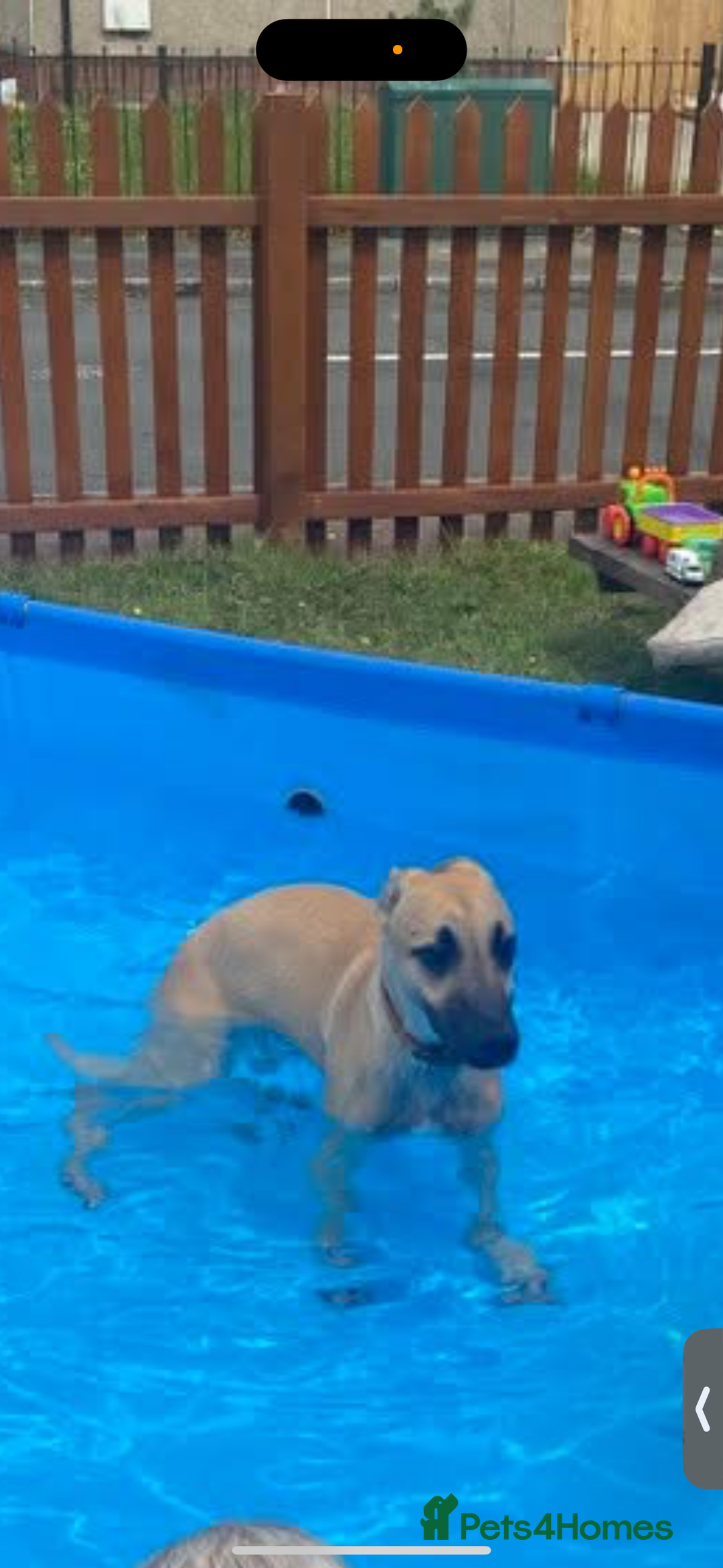 Mixed Breed dogs for sale: Lurcher free to a good home  - Image 5