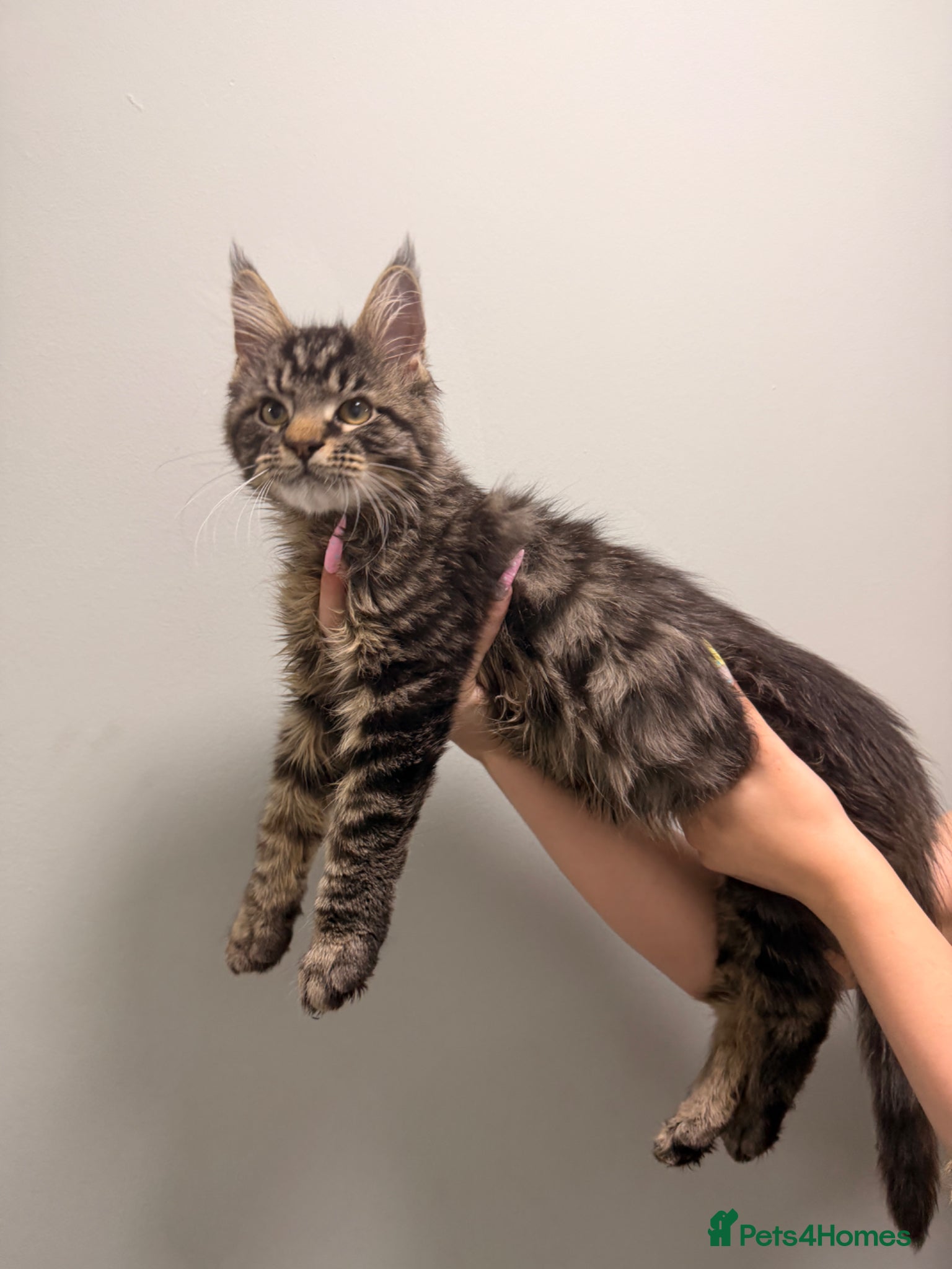 Maine Coon cats for sale: Beautiful kittens pure Maincoon  - Advert 5