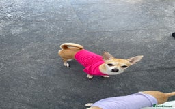 Chihuahua dogs for sale: Smooth coat make chihuahua brothers - Image 1