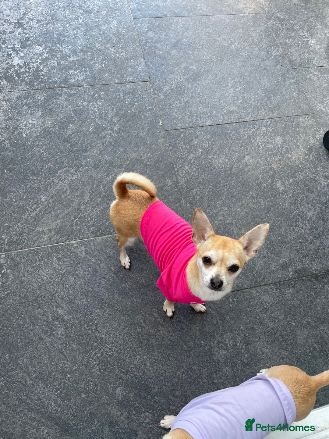 Chihuahua dogs for sale: Smooth coat make chihuahua brothers - Image 1