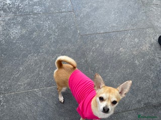 Chihuahua dogs - Advert 10