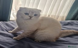 Scottish Fold cats for sale: Scottish Fold Kittens. Vaccinated, Last one left! - Image 13