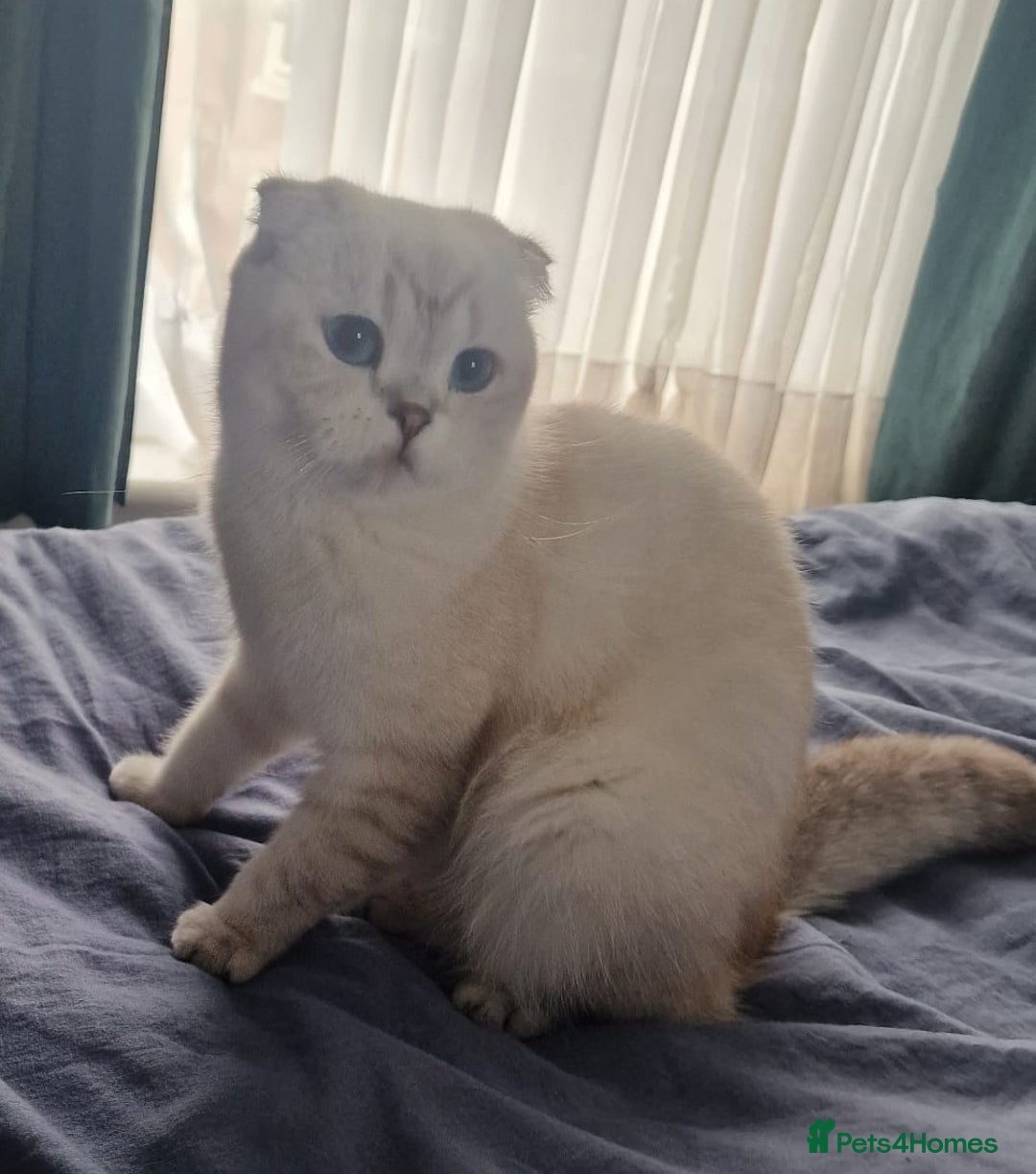 Scottish Fold cats for sale: Scottish Fold Kittens. Vaccinated, Last one left! - Image 13