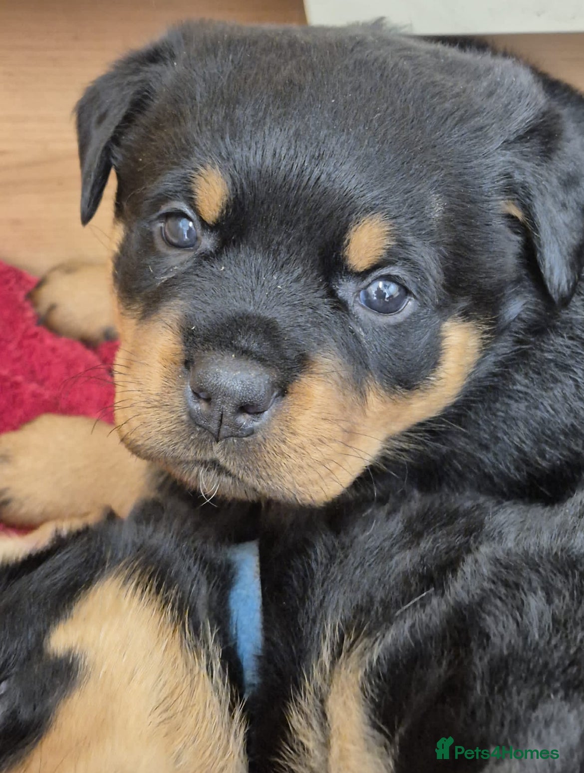 Rottweiler dogs Champion German Rottweiler Puppies - Advert 1
