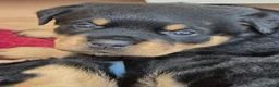 Rottweiler dogs for sale: Champion German Rottweiler Puppies - Advert 3