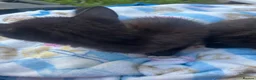 Mixed Breed cats for sale: Two beautiful kittens - Advert 5