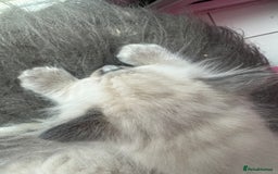 Ragdoll cats for sale: ragdoll kittens ready in 1 week  🩵💚💜 - Image 24
