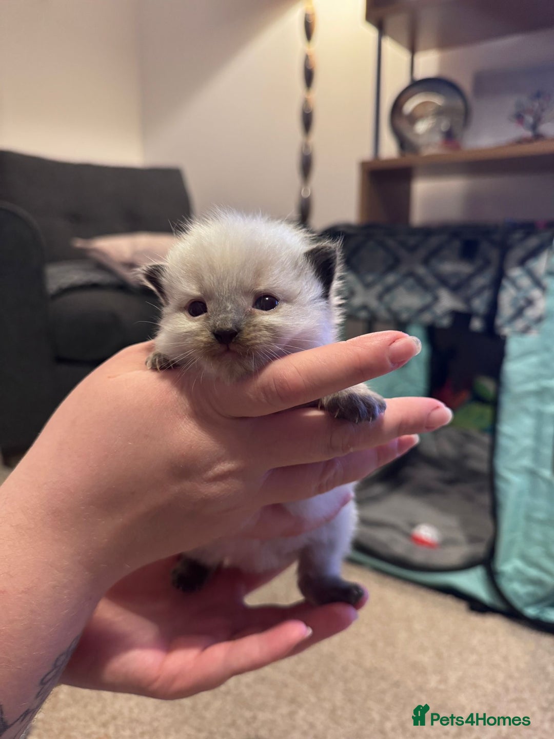Ragdoll cats for sale: Absolutely stunning Ragdoll kittens for sale - Image 7