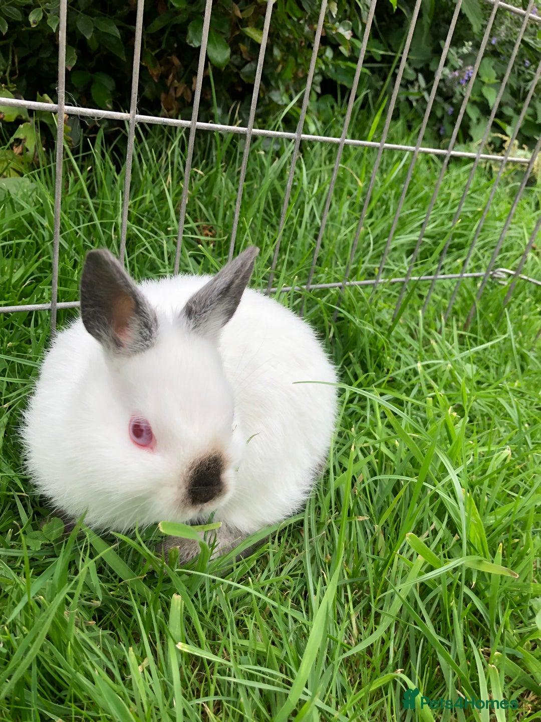 Netherland Dwarf rabbits for sale: Netherland Dwarf Himalayan  - Image 6
