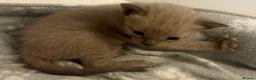 Serengeti cats for sale: Adorable Tica reg Serengeti kittens  in Keith - Advert 5