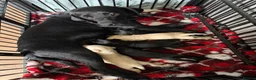 Labrador Retriever dogs for sale: KC REGISTERED LABRADOR PUPPIES ❤️ - Advert 1