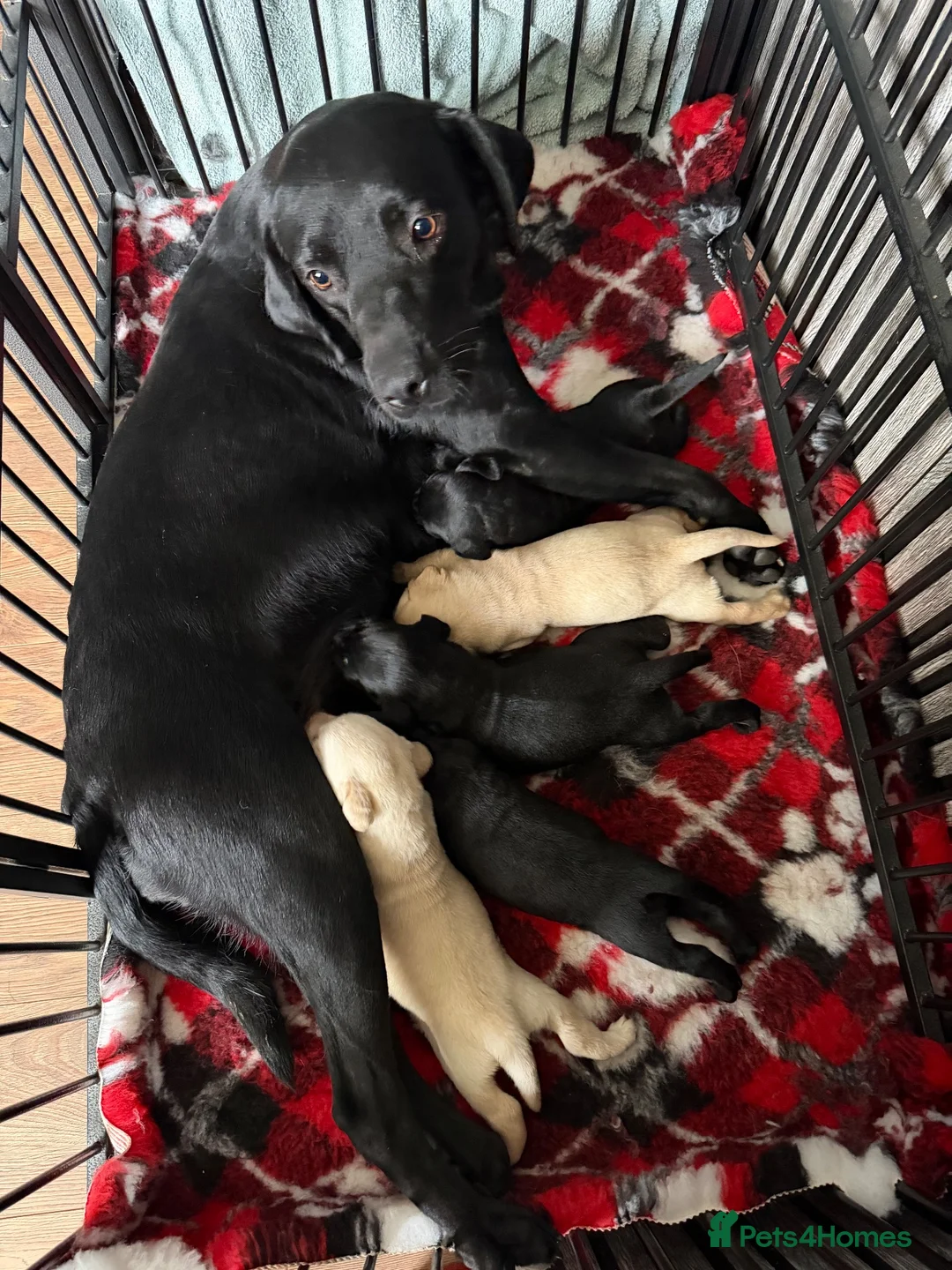 Labrador Retriever dogs for sale: KC REGISTERED LABRADOR PUPPIES ❤️ - Advert 1