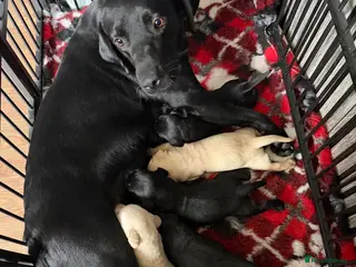 Labrador Retriever dogs KC REGISTERED LABRADOR PUPPIES ❤️ - Advert 9