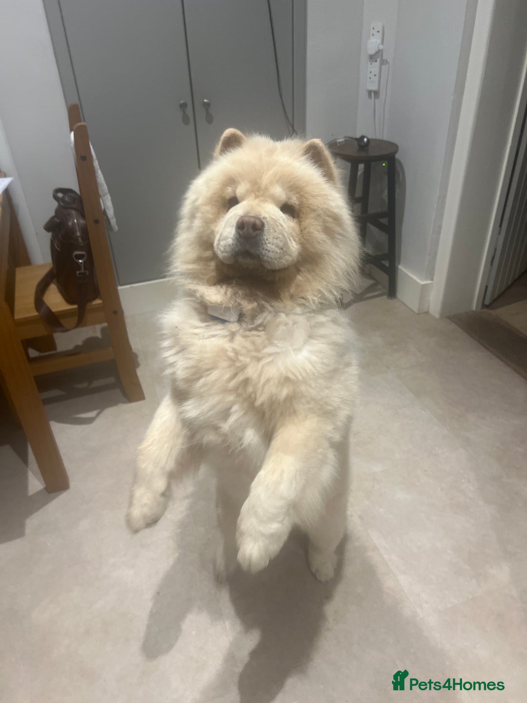 Chow Chow dogs for sale: Teenage friendly Chow - Image 4
