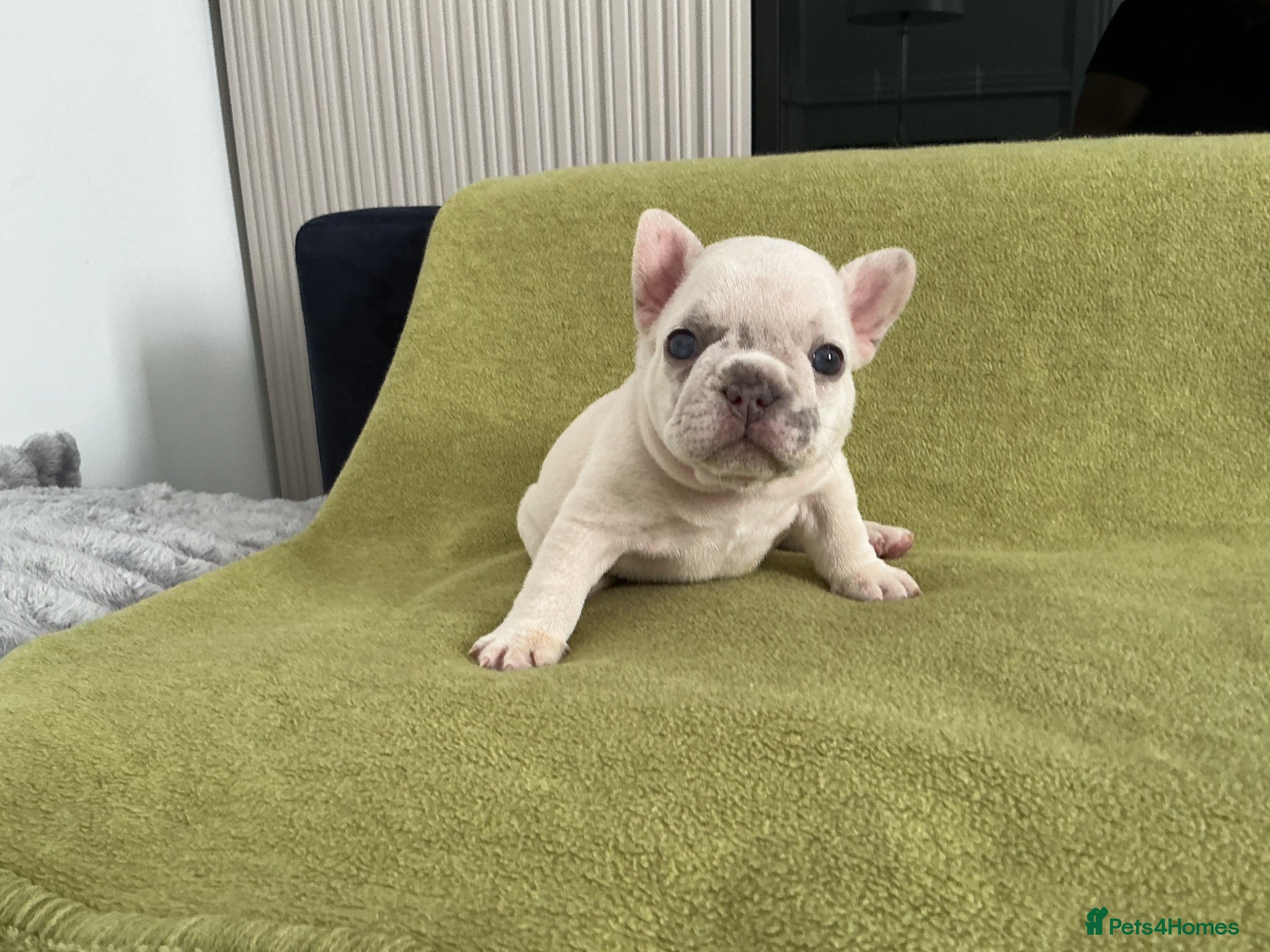 French Bulldog dogs French bulldog  - Advert 2