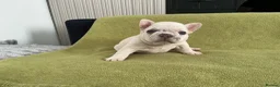 French Bulldog dogs for sale: French bulldog  - Advert 2