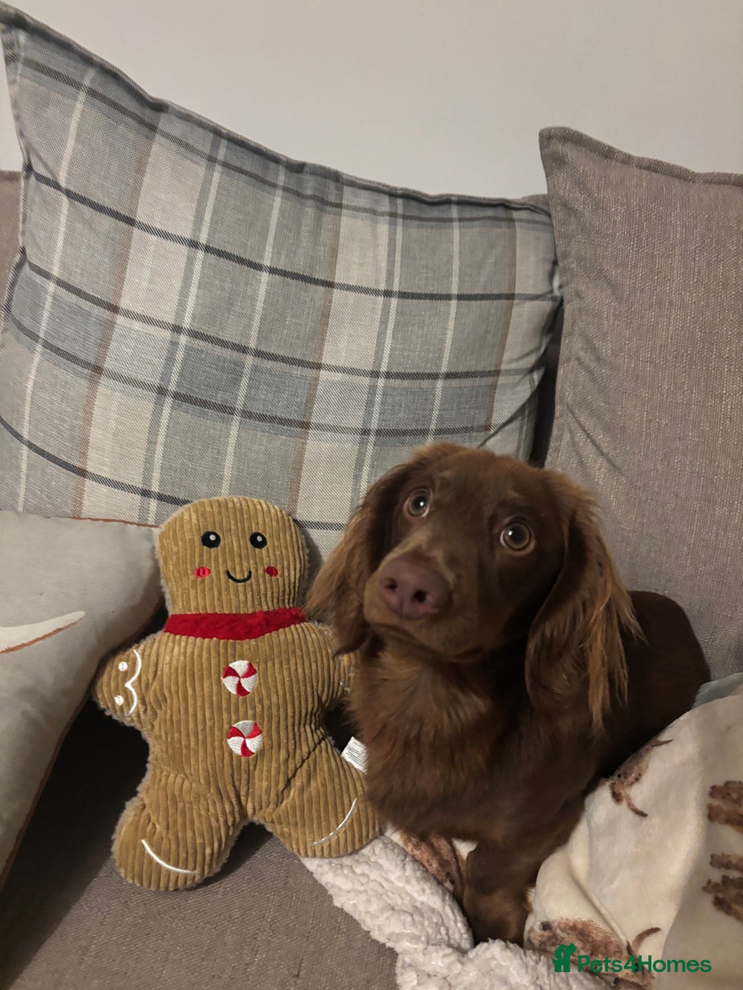 Miniature Dachshund dogs for stud: Long haired miniature dachshund stud - Advert 7