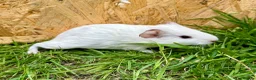 Guinea Pig rodents for sale: Young Guinea pigs  - Advert 3