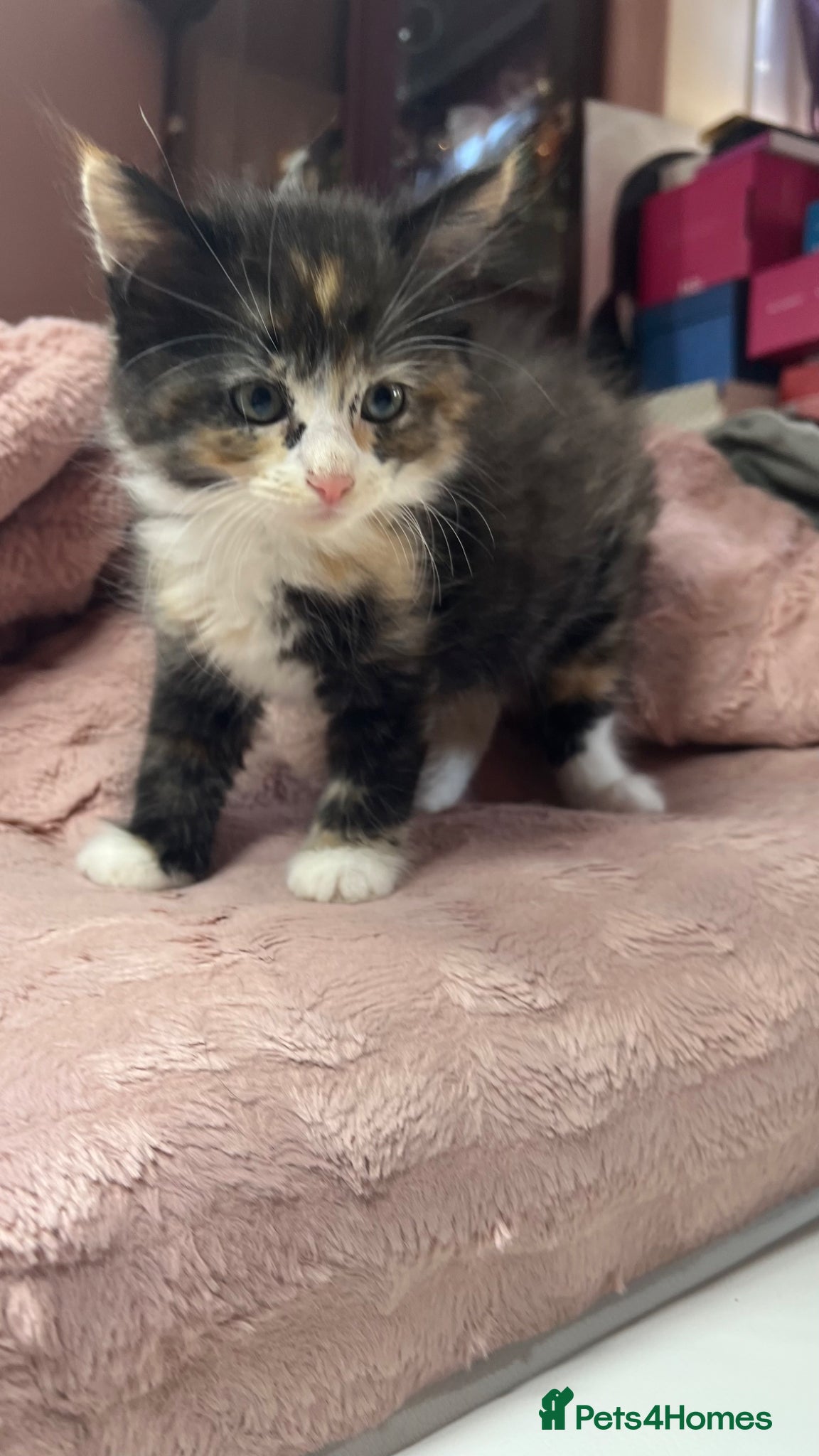 Mixed Breed cats Mixed kitten  - Advert 1