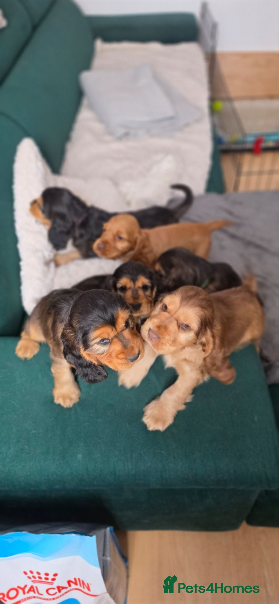 Cocker Spaniel dogs Cocker spaniel KC registered  - Advert 4