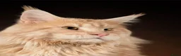 Maine Coon cats for stud: XL Cream TICA registered maine coon for stud  - Advert 3