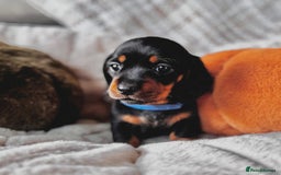 Miniature Dachshund dogs for sale: The most beautiful KC reg Mini Daschund puppies  - Image 3