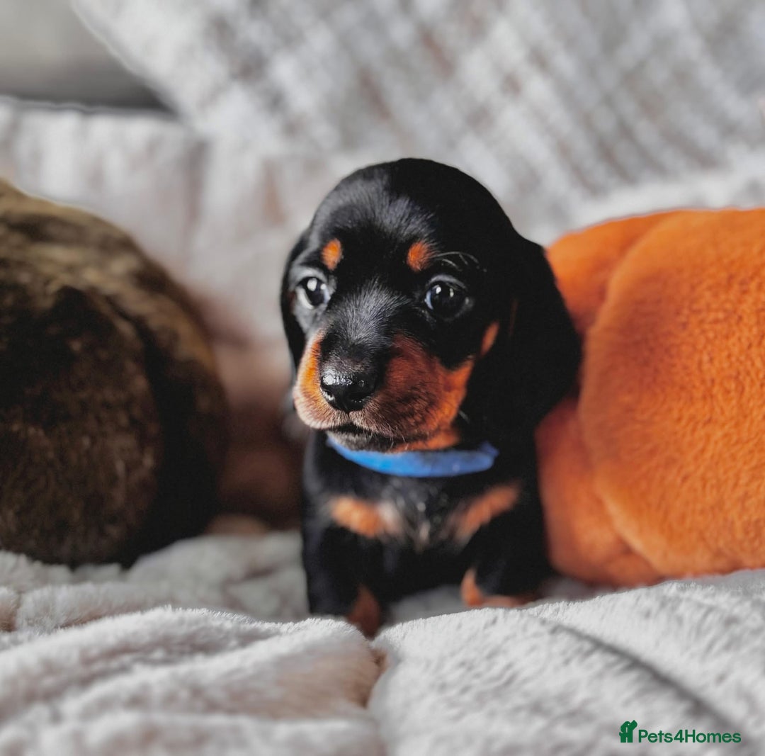 Miniature Dachshund dogs for sale: The most beautiful KC reg Mini Daschund puppies  - Image 3