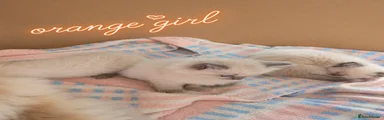 Ragdoll Kitten 3