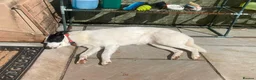 Mixed Breed dogs for adoption: Meet Missy, currently residing in Devon in Tiverton - Advert 20
