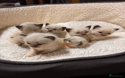 Ragdoll cats for sale: Purebred Ragdoll Kittens (TICA REG PARENTS) - Image 18