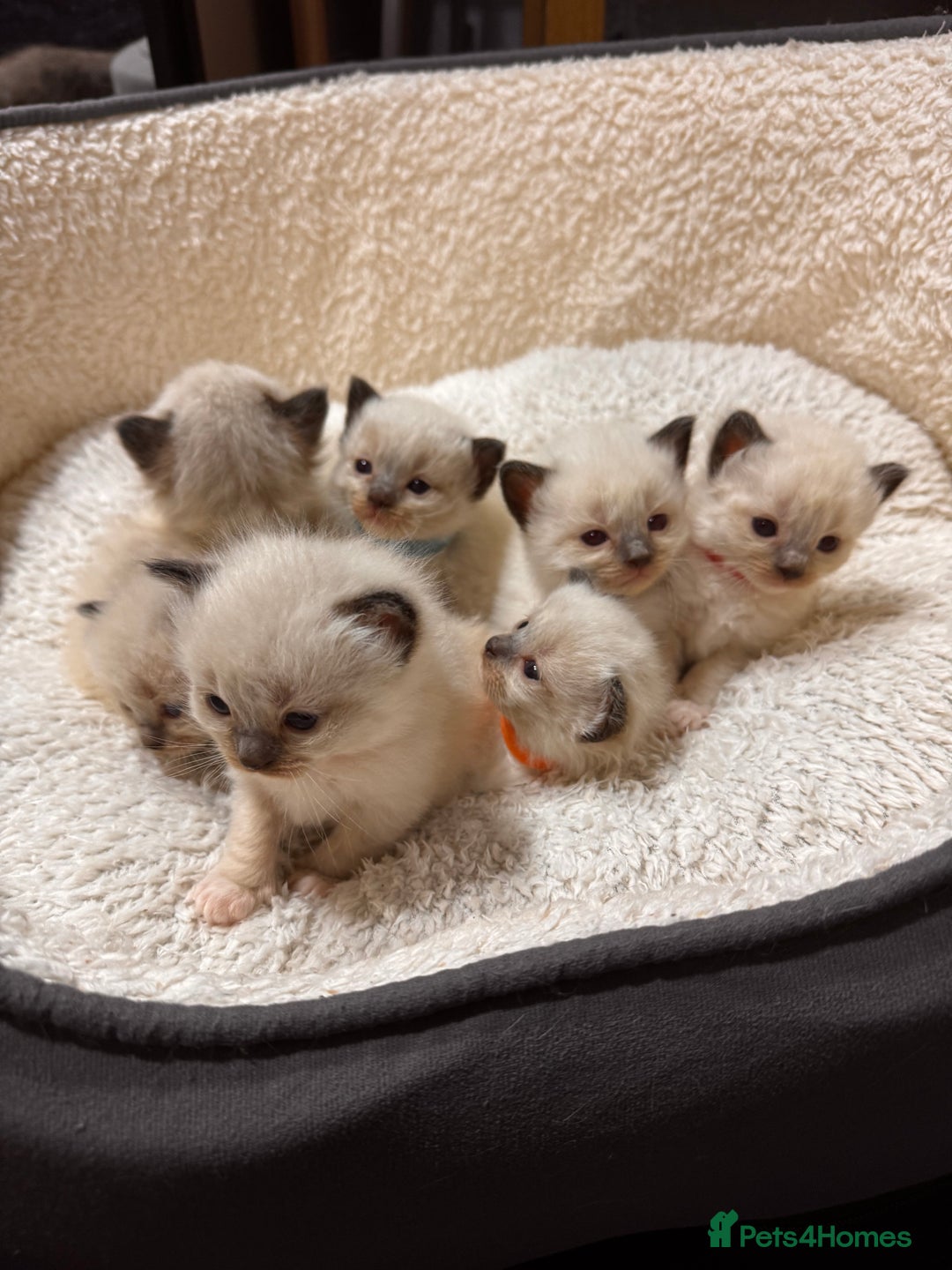 Ragdoll cats for sale: Purebred Ragdoll Kittens (TICA REG PARENTS) - Image 18