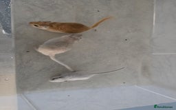 Gerbil rodents for sale: 3×Gerbils and Cage  - Image 3