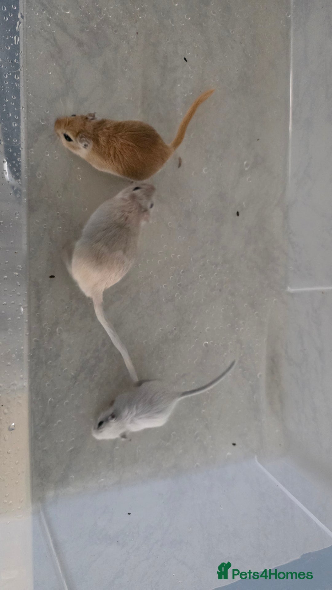 Gerbil rodents for sale: 3×Gerbils and Cage  - Image 3