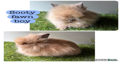 Lionhead rabbits - Advert 1