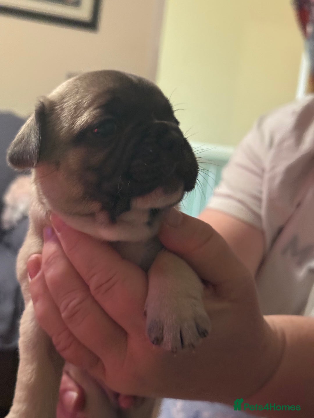 French Bulldog dogs for sale: Adorable French bulldogs puppies-ready soon - Image 9