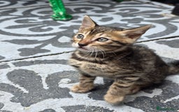 Bengal cats for sale: ✨ Bengal Kittens Looking for Loving Homes ✨ - Image 4