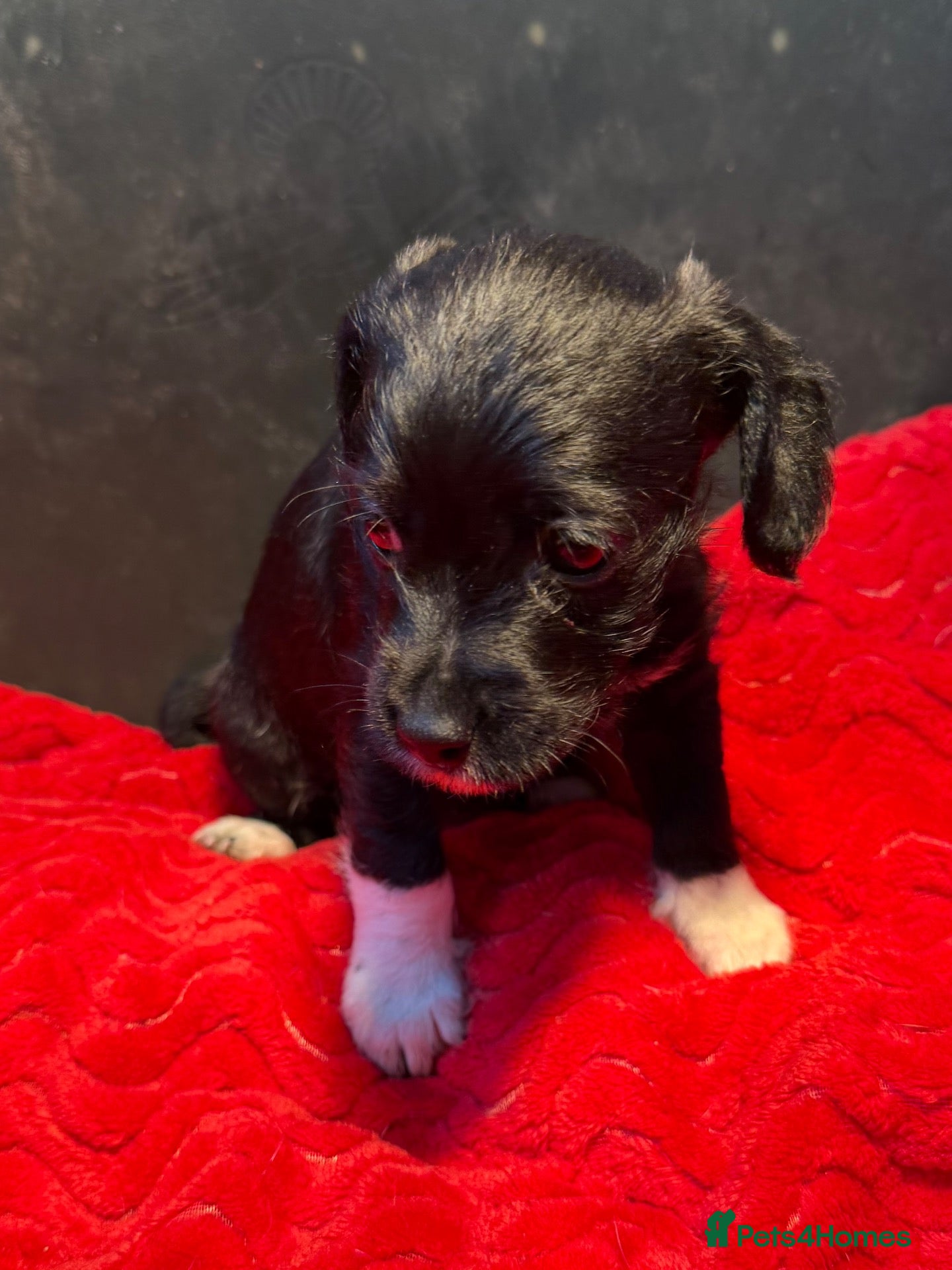 Jackapoo dogs 1 GIRL LEFT - F1 Jackapoo puppies - Advert 2