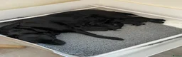 Labrador Retriever dogs for sale: Beautiful KC Black Labrador Retriever Puppies  - Advert 28