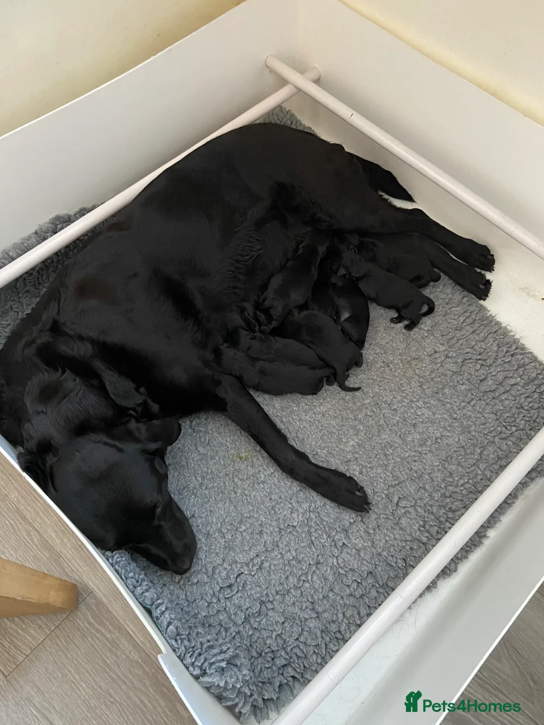 Labrador Retriever dogs for sale: Beautiful KC Black Labrador Retriever Puppies  - Advert 28