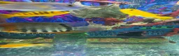 Cichlids fish for sale: Malawi fish  - Advert 3