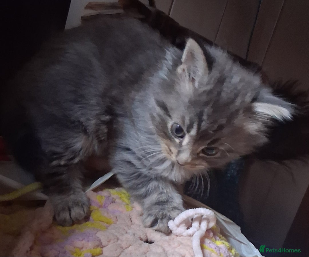 Mixed Breed cats for sale: AWESOME FLUFFY CHUNKY NORWEGIAN FOREST CAT X - Advert 18