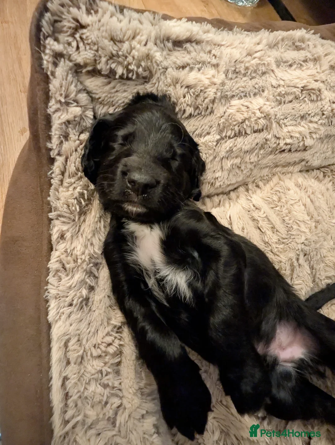 Sproodle dogs for sale: Sproodle f1b puppies - Advert 37