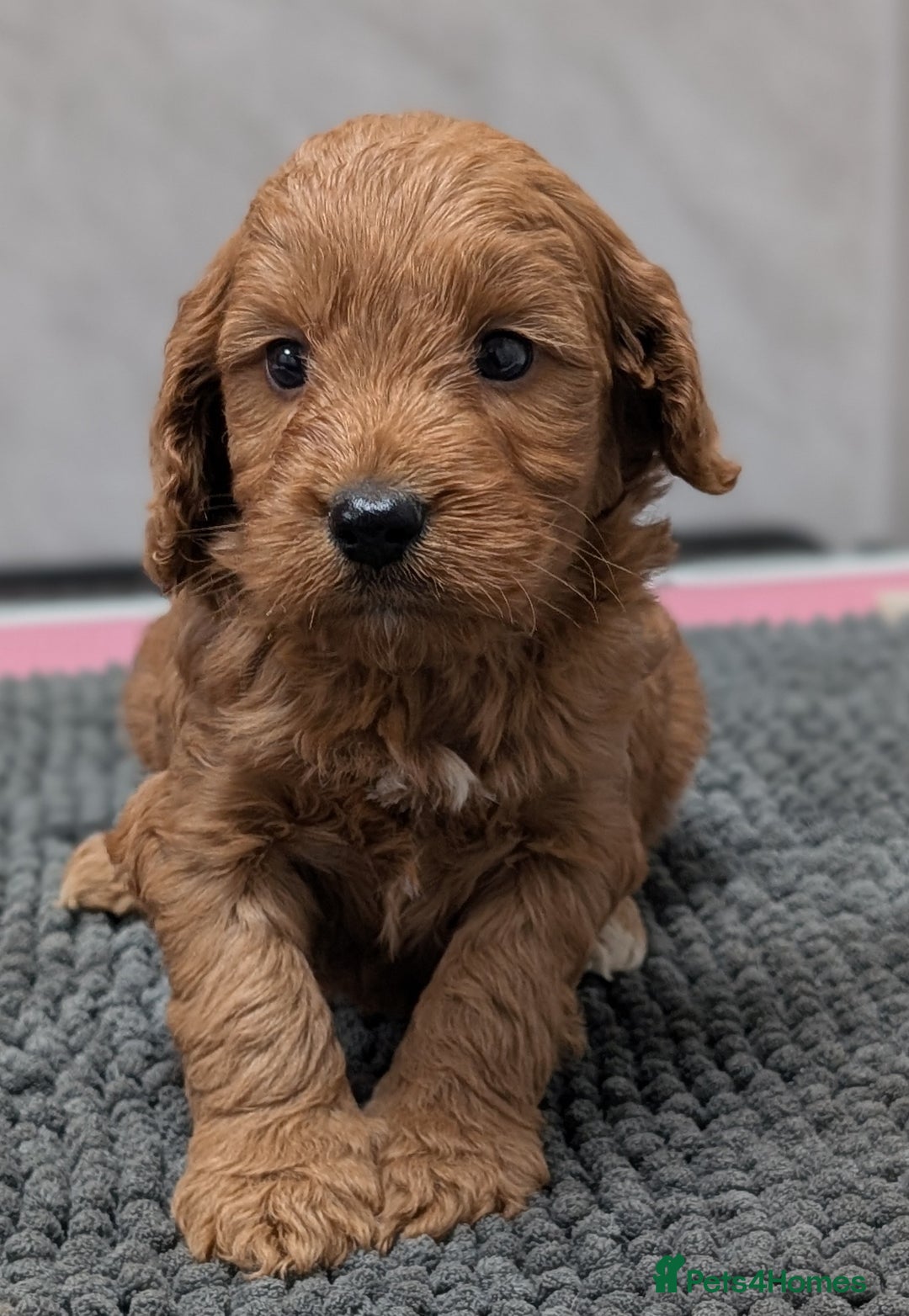 Cockapoo dogs for sale: Licensed breeder, health tested F1 cockapoo pups - Advert 4