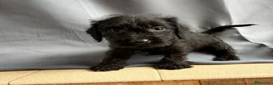 Jackshund 1