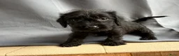 Jackshund dogs for sale: Wire haired dashchund x Jack Russell puppies ❤️  - Advert 7