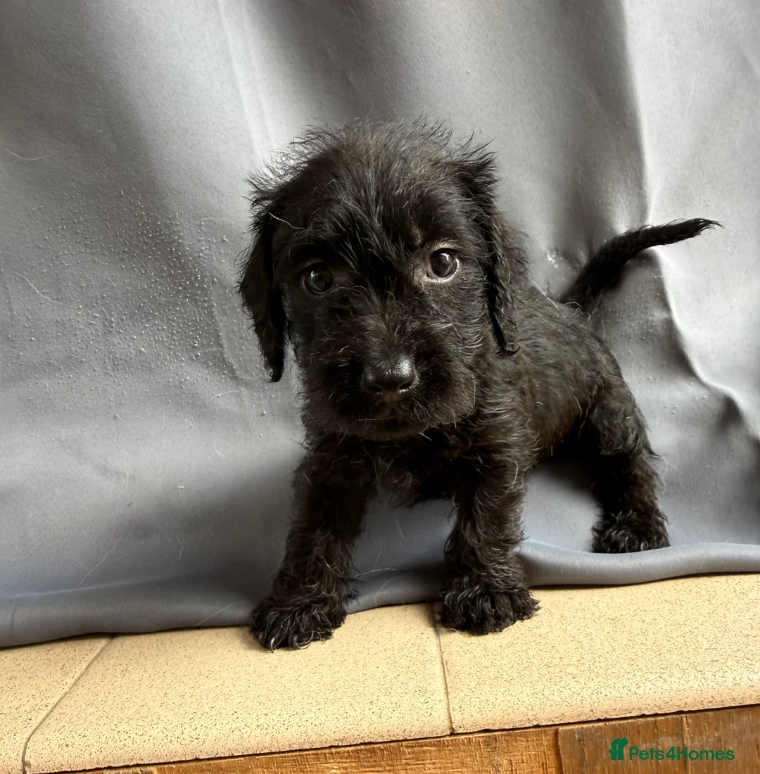 Jackshund dogs for sale: Wire haired dashchund x Jack Russell puppies ❤️  - Advert 7