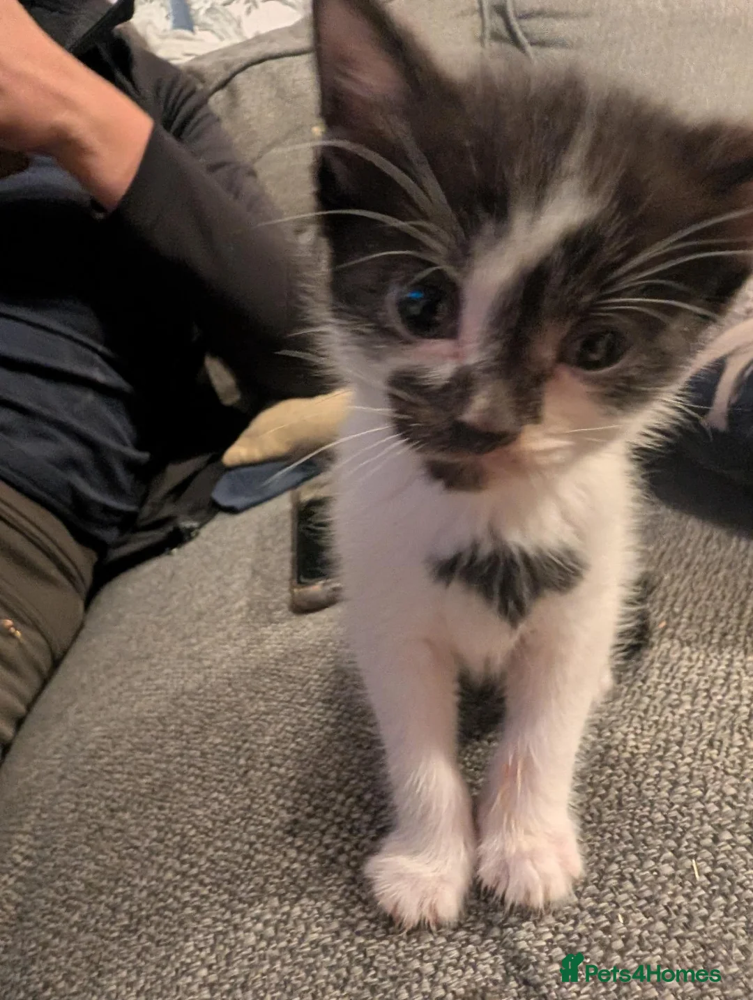 Mixed Breed cats for sale: 6 kittens for sale  - Advert 2